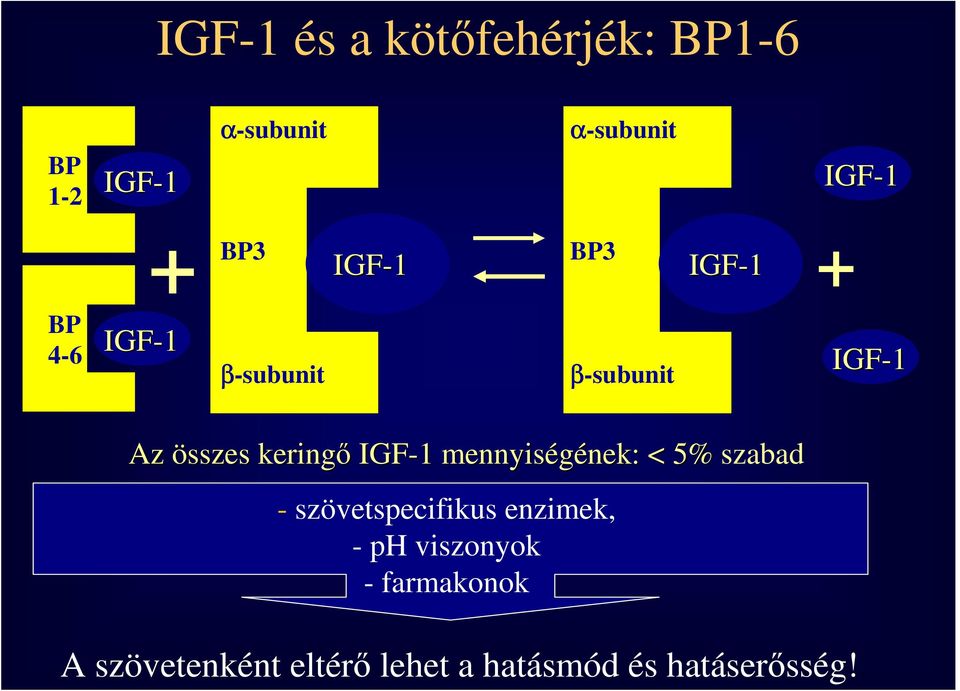 keringı IGF-1 1 mennyiségének: nek: < 5% szabad - szövetspecifikus enzimek,
