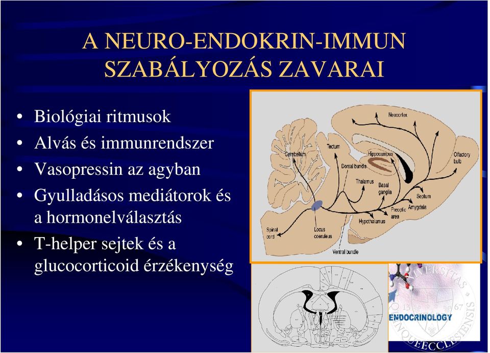 Vasopressin az agyban Gyulladásos mediátorok és a