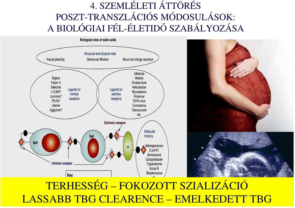 BIOLÓGIAI FÉL-ÉLETIDİ SZABÁLYOZÁSA