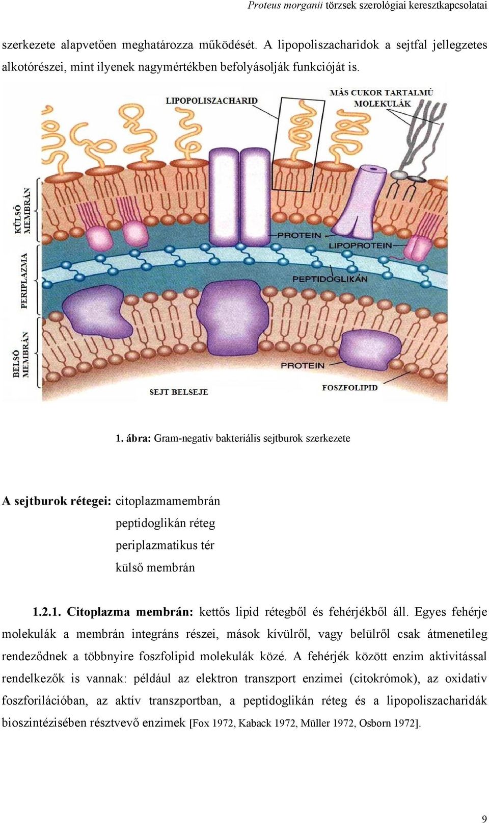 ábra: Gram-negatív bakteriális sejtburok szerkezete A sejtburok rétegei: citoplazmamembrán peptidoglikán réteg periplazmatikus tér külső membrán 1.