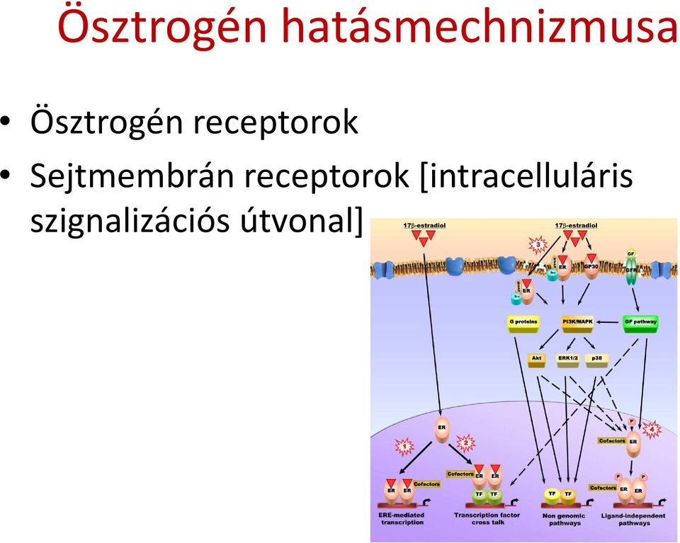 Sejtmembrán receptorok