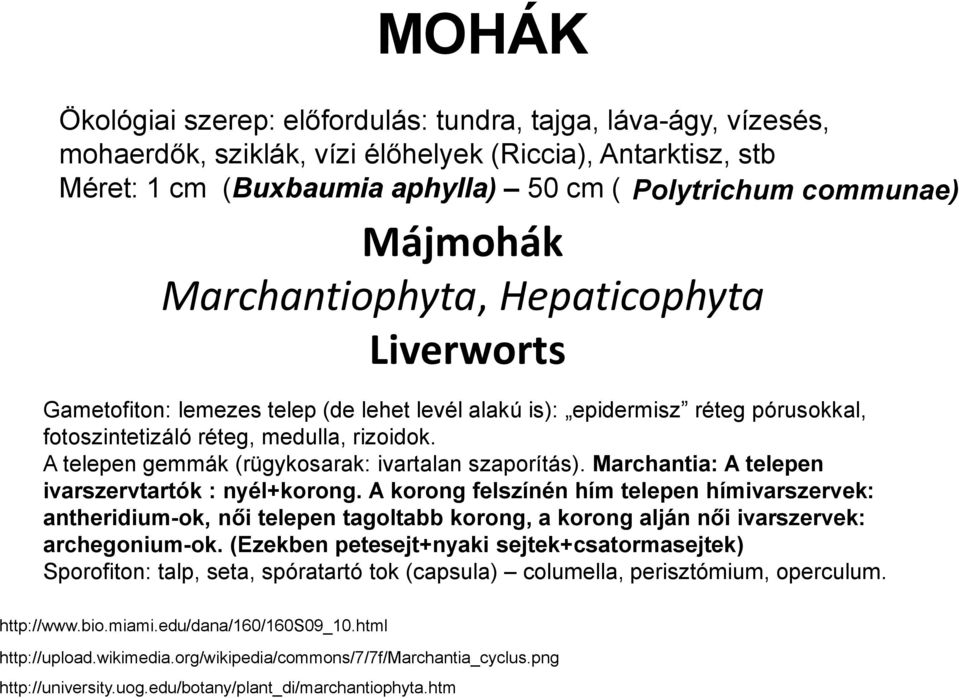 A telepen gemmák (rügykosarak: ivartalan szaporítás). Marchantia: A telepen ivarszervtartók : nyél+korong.