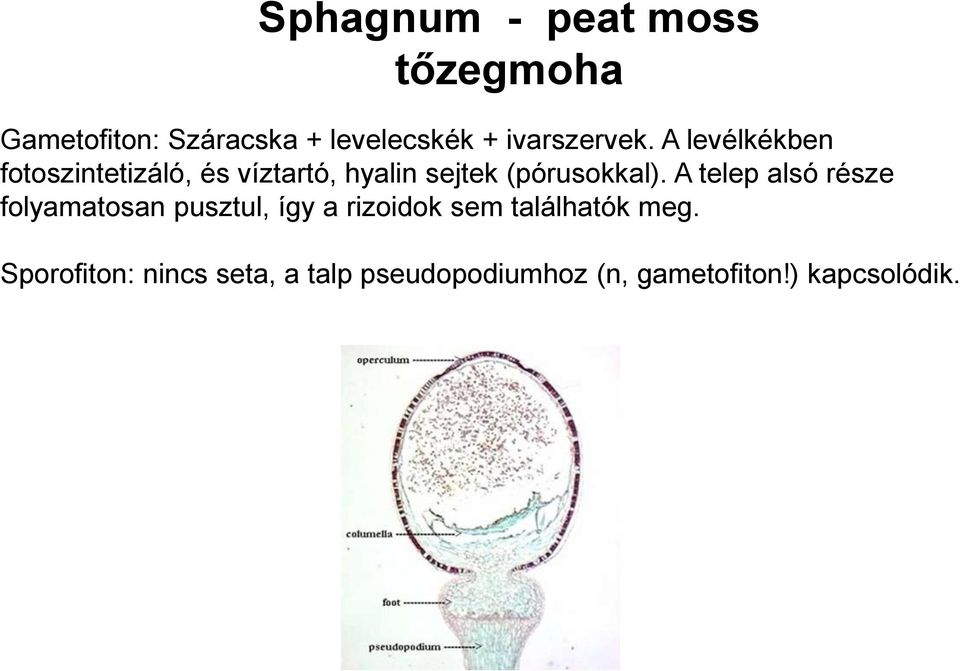 A levélkékben fotoszintetizáló, és víztartó, hyalin sejtek (pórusokkal).