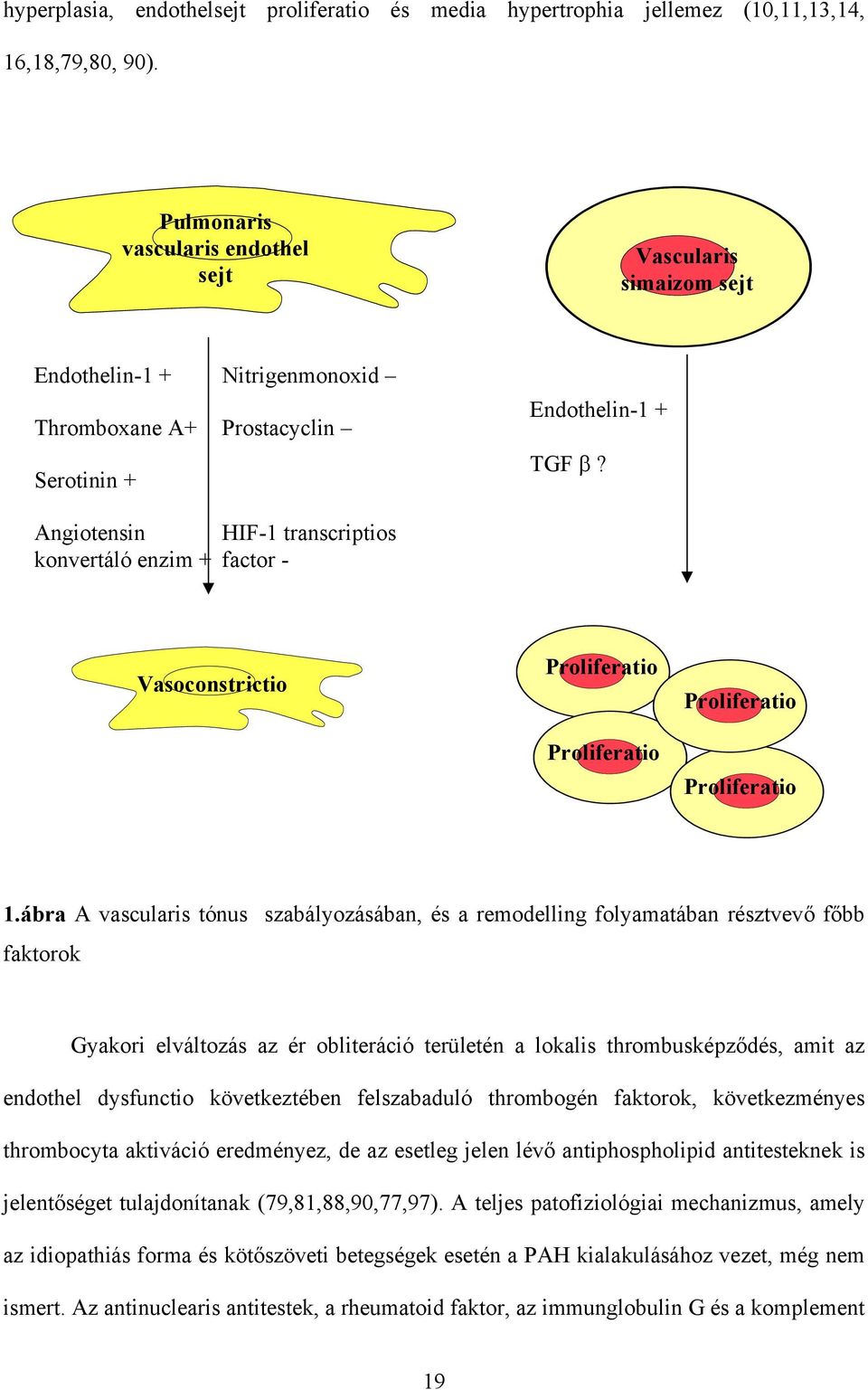Endothelin-1 + TGF? Vasoconstrictio Proliferatio Proliferatio Proliferatio Proliferatio 1.