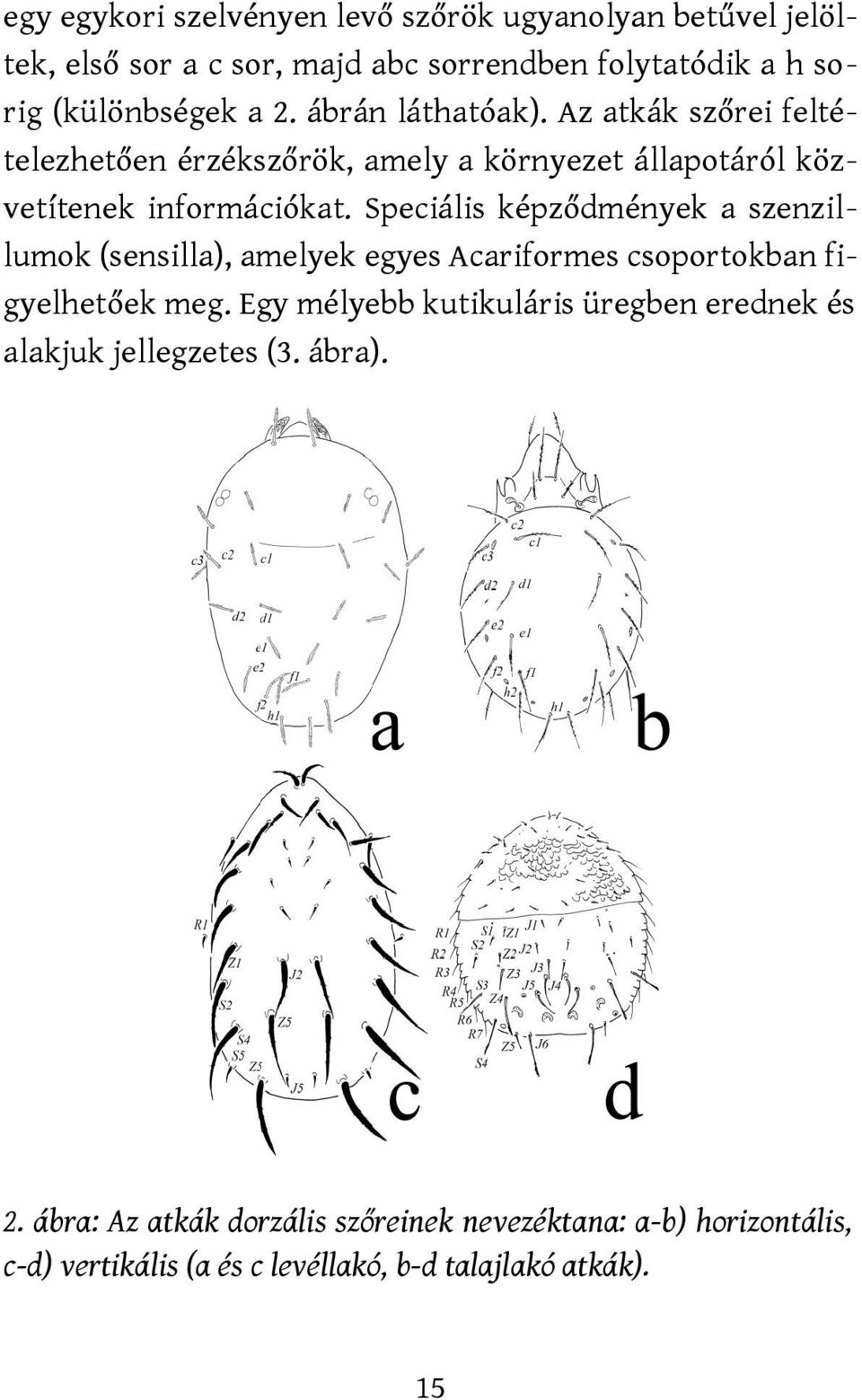 Speciális képződmények a szenzillumok (sensilla), amelyek egyes Acariformes csoportokban figyelhetőek meg.