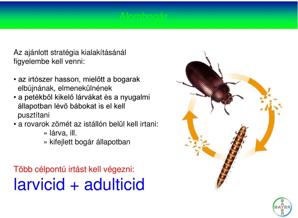 lévő bábokat is el kell pusztítani a rovarok zömét az istállón belül kell irtani:»