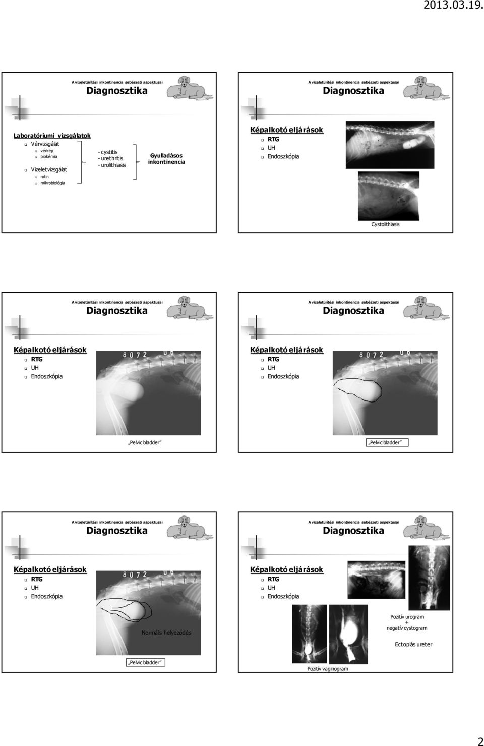 Cystolithiasis Pelvic bladder Pelvic bladder Normális helyeződés Pozitív