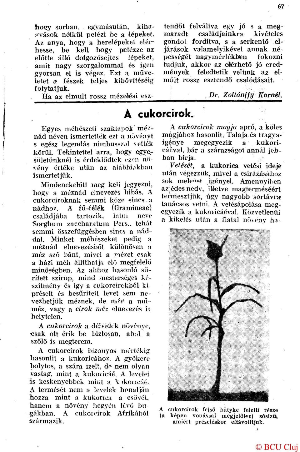Ha az elmúlt rossz mézelési esz A cuk Egyes méhészeti szaklapok mé'- nád néven ismertetlék ezt a növényt s egész legendás nimbussr.>l ^ ették körül. Tekintettel arra, hogy egye.