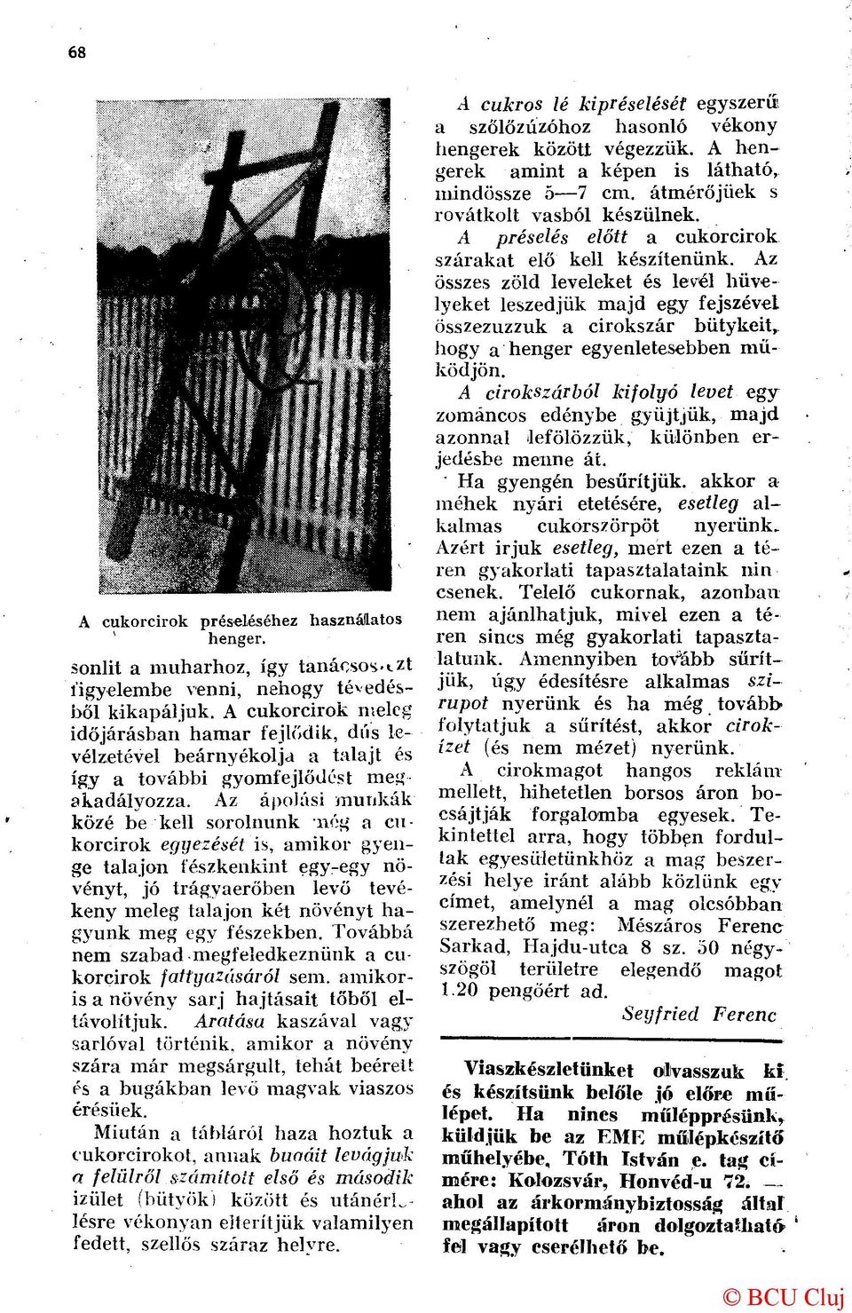 Az ápolási munkák közé be kell sorolnunk nég a cukorcirok egyezését is, amikor gyenge talajon fészkenkint egy-egy növényt, jó trágyaerőben levő tevékeny meleg talajon két növényt hagyunk meg egy