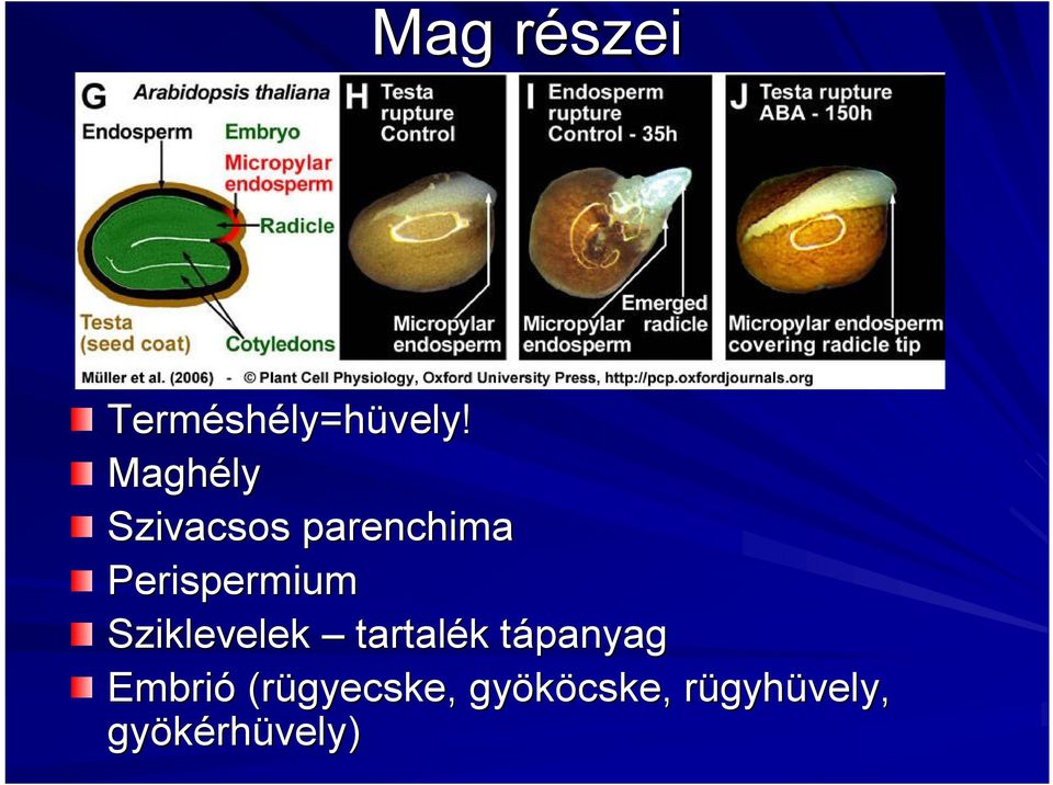 Sziklevelek tartalék k tápanyagt Embrió