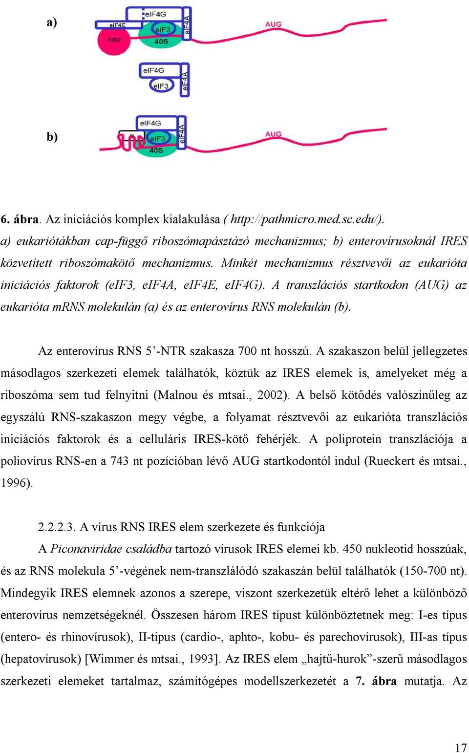 Minkét mechanizmus résztvevői az eukarióta iniciációs faktorok (eif3, eif4a, eif4e, eif4g). A transzlációs startkodon (AUG) az eukarióta mrns molekulán (a) és az enterovírus RNS molekulán (b).