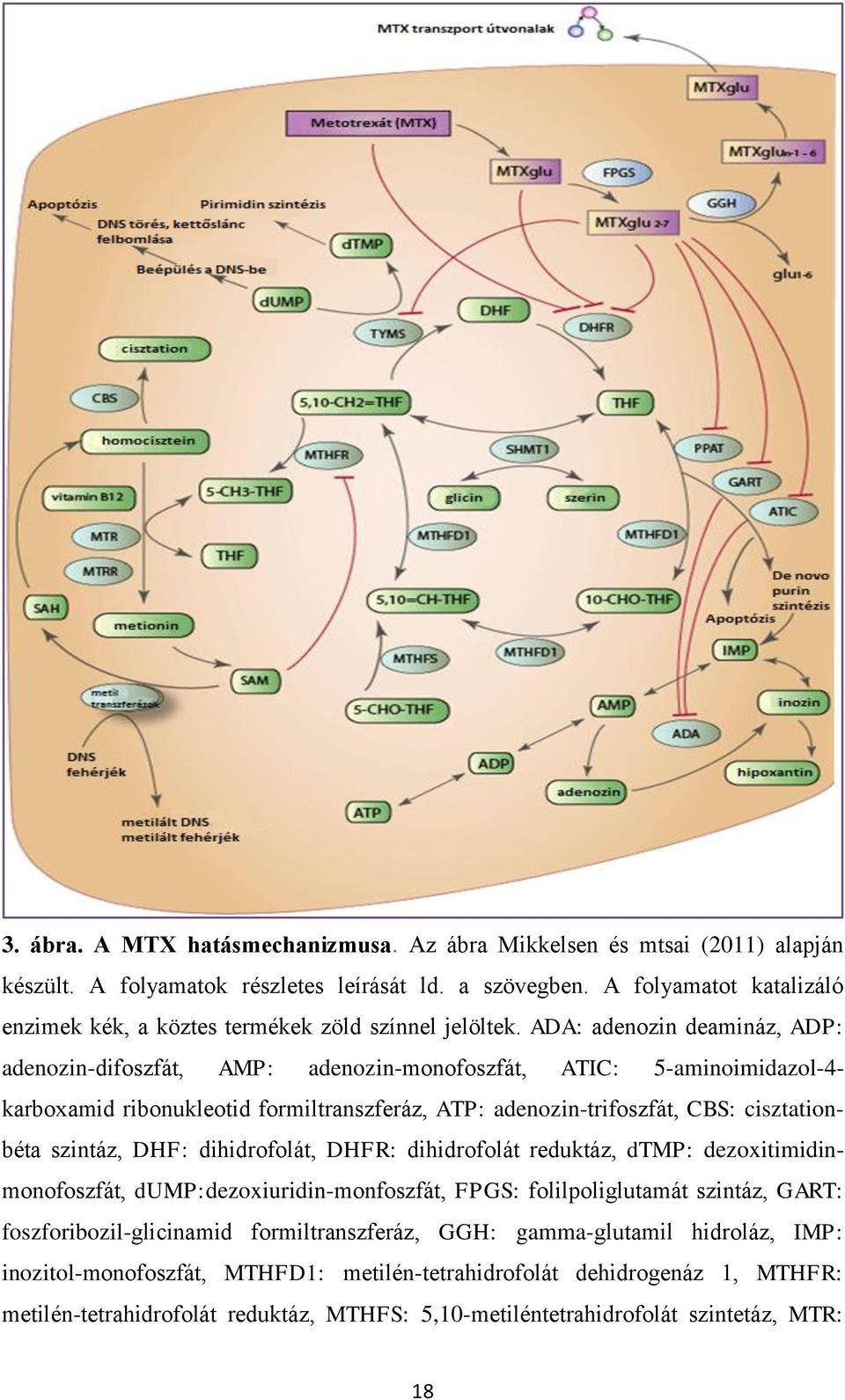 ADA: adenozin deamináz, ADP: adenozin-difoszfát, AMP: adenozin-monofoszfát, ATIC: 5-aminoimidazol-4- karboxamid ribonukleotid formiltranszferáz, ATP: adenozin-trifoszfát, CBS: cisztationbéta szintáz,