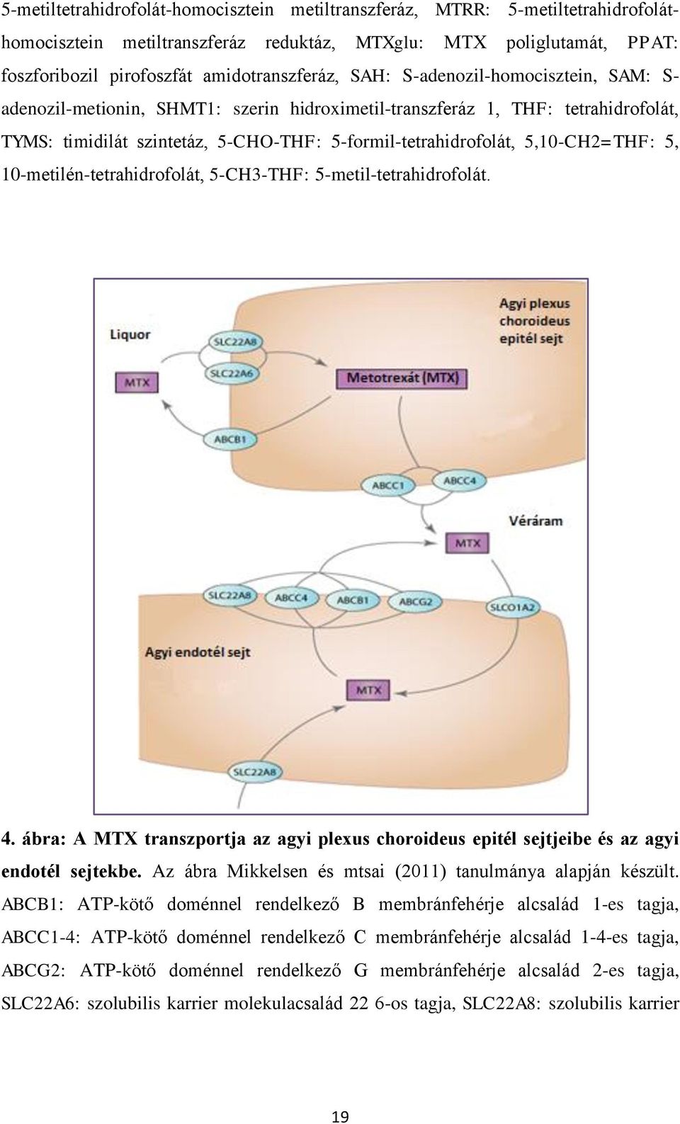 5, 10-metilén-tetrahidrofolát, 5-CH3-THF: 5-metil-tetrahidrofolát. 4. ábra: A MTX transzportja az agyi plexus choroideus epitél sejtjeibe és az agyi endotél sejtekbe.