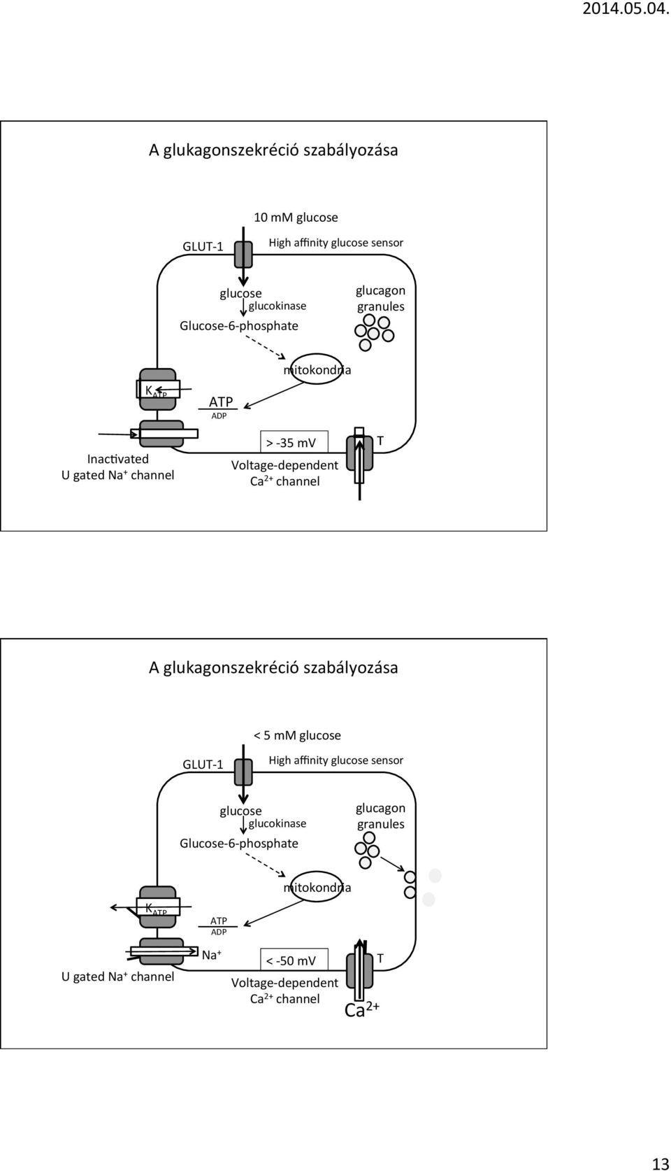 Ca 2 channel T A glukagonszekréció szabályozása < 5 mm glucose GLUT1 High affinity glucose sensor glucose