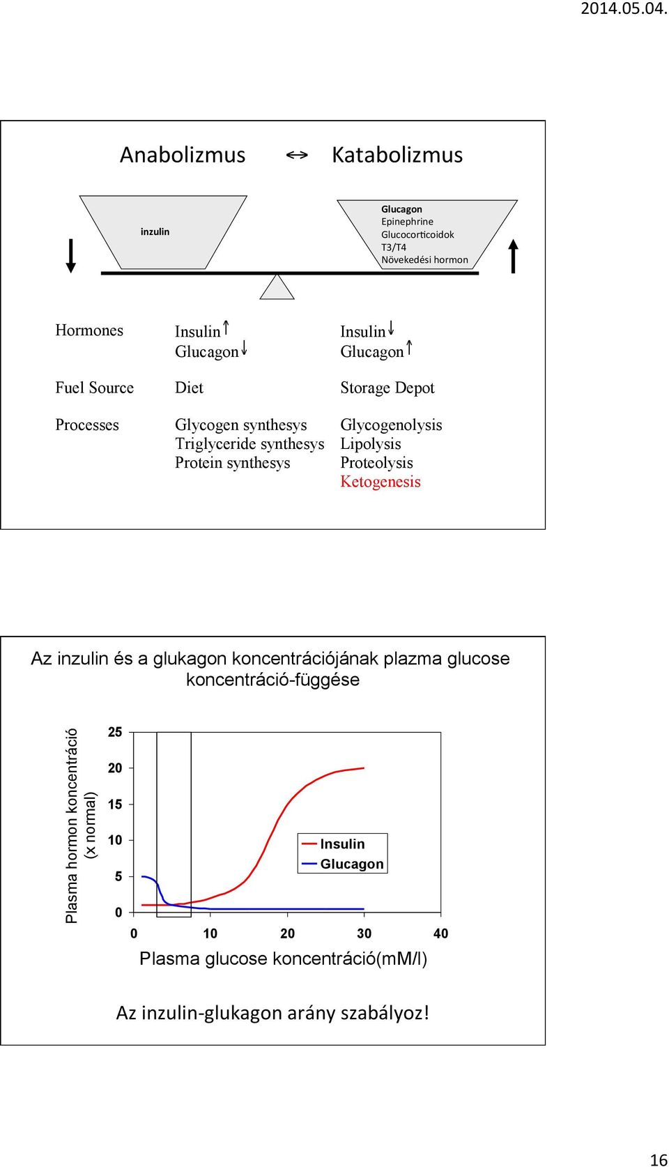 Lipolysis Proteolysis Ketogenesis Az inzulin és a glukagon koncentrációjának plazma glucose koncentráció-függése Plasma hormon