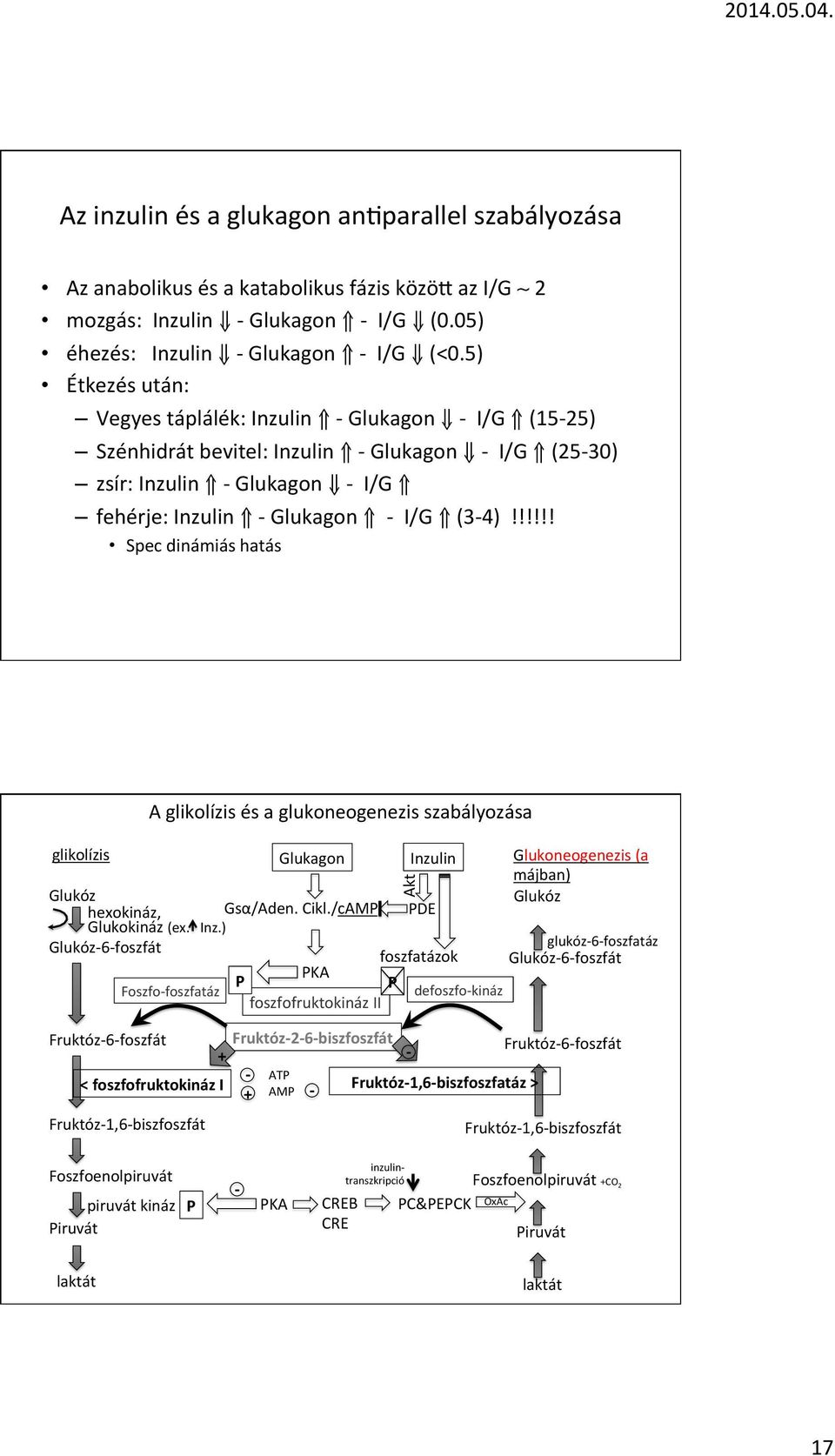 !!!!! Spec dinámiás hatás A glikolízis és a glukoneogenezis szabályozása glikolízis Glukagon Inzu