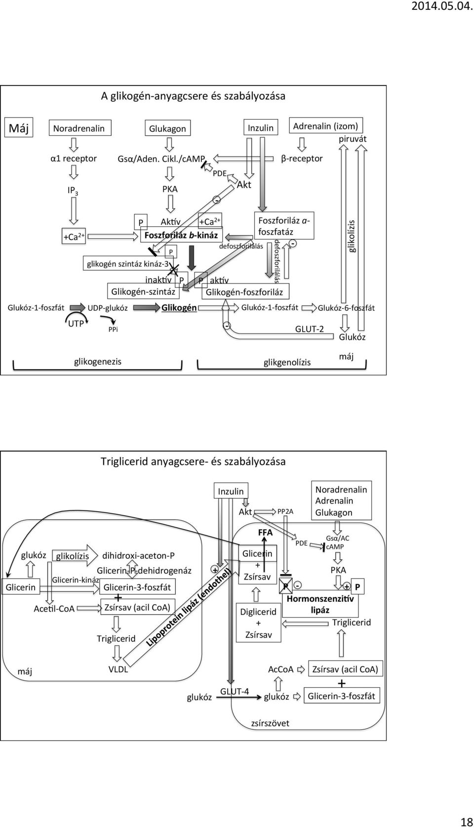 Glikogénfoszforiláz Glukóz1foszfát UDPglukóz Glikogén Glukóz1foszfát Glukóz6foszfát GLUT2 glikolízis Glukóz glikogenezis glikgenolízis máj Triglicerid anyagcsere és szabályozása Inzulin Akt PP2A