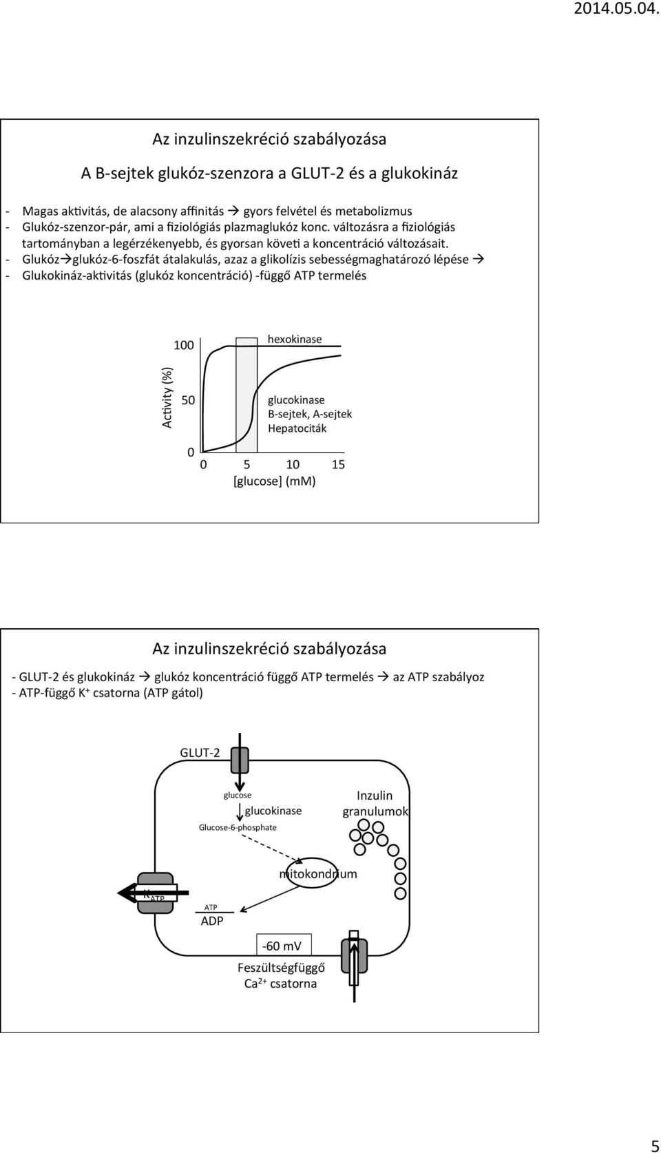 Glukózà glukóz6foszfát átalakulás, azaz a glikolízis sebességmaghatározó lépése à Glukokinázakbvitás (glukóz koncentráció) függő ATP termelés 100 hexokinase Acbvity (%) 50 glucokinase Bsejtek,