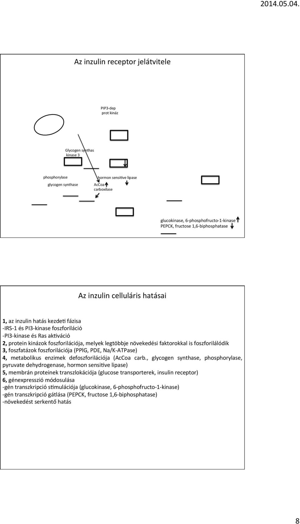 legtöbbje növekedési faktorokkal is foszforilálódik 3, foszfatázok foszforilációja (PPlG, PDE, Na/KATPase) 4, metabolikus enzimek defoszforilációja (AcCoa carb.