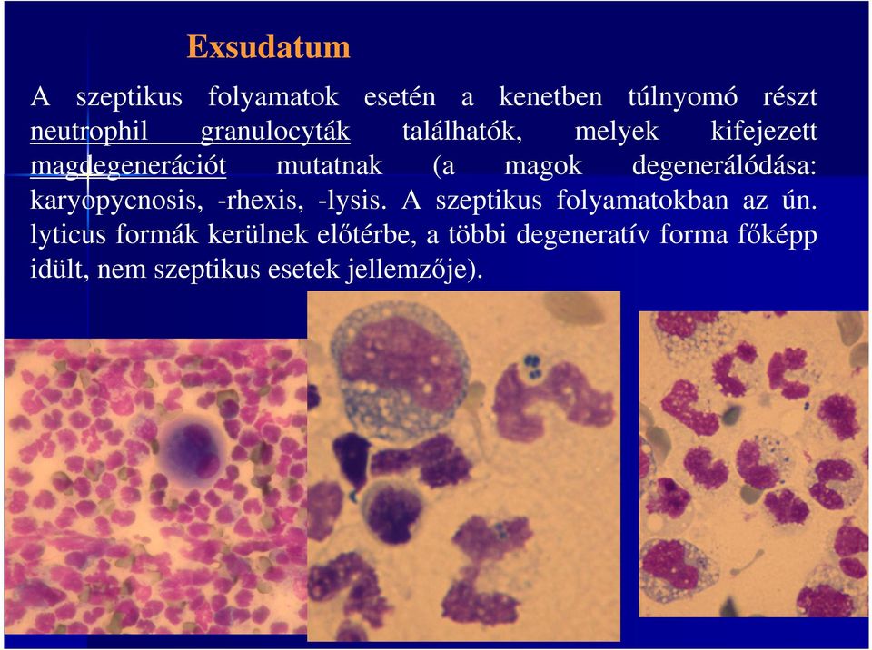 degenerálódása: karyopycnosis, -rhexis, -lysis. A szeptikus folyamatokban az ún.