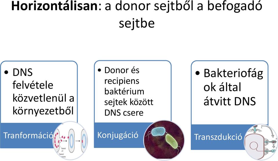 Tranformáció Donor és recipiens baktérium sejtek