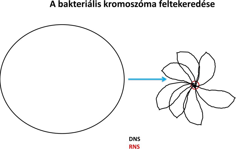 kromoszóma