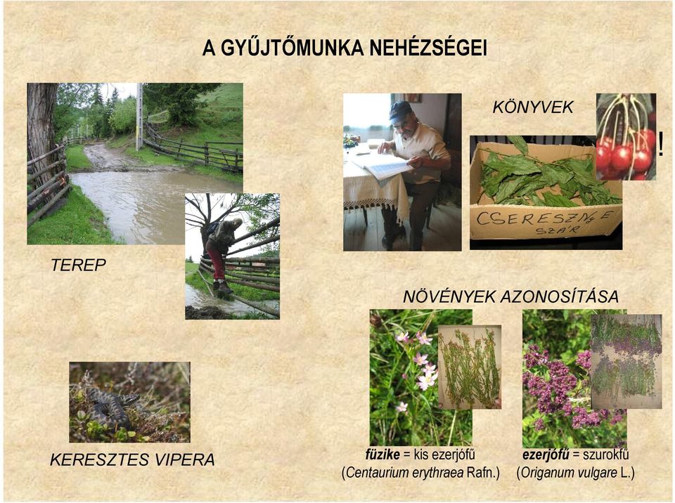 VIPERA füzike = kis ezerjófű (Centaurium