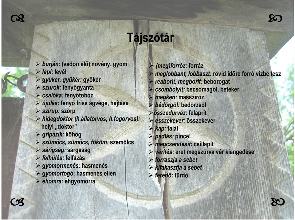 fogorvos): helyi doktor gripázik: köhög szümőcs, sümőcs, fököm: szemölcs sárigság: sárgaság felhülés: felfázás gyomormenés: hasmenés gyomorfogó: hasmenés ellen éhomra: éhgyomorra