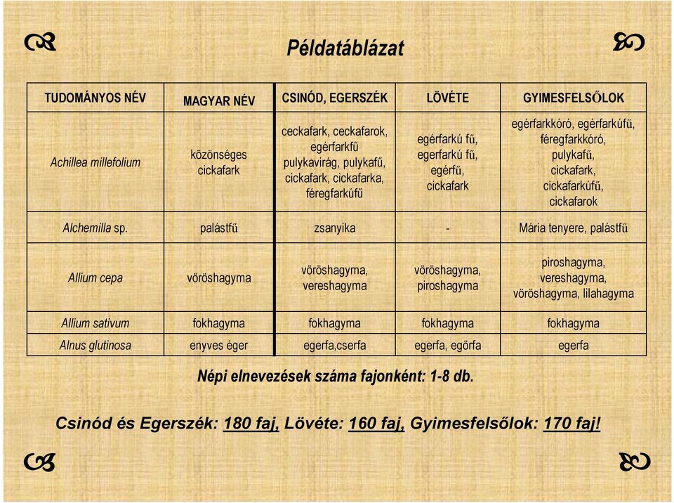 palástfű zsanyika - Mária tenyere, palástfű Allium cepa vöröshagyma vöröshagyma, vereshagyma vöröshagyma, piroshagyma piroshagyma, vereshagyma, vöröshagyma, lilahagyma Allium sativum