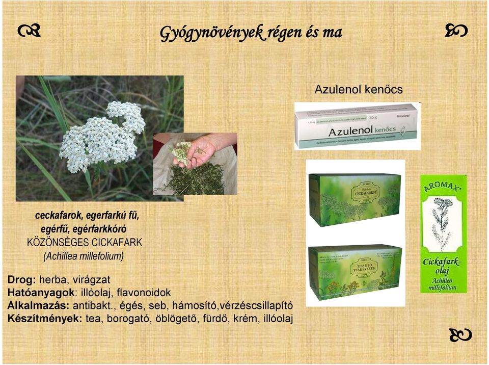 virágzat Hatóanyagok: illóolaj, flavonoidok Alkalmazás: antibakt.