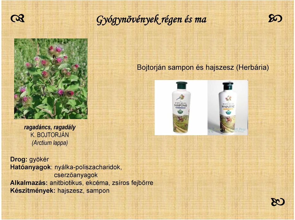 BOJTORJÁN (Arctium lappa) Drog: gyökér Hatóanyagok: