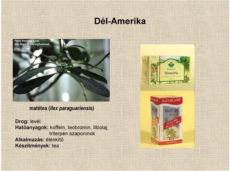 Hatóanyagok: koffein, teobromin,