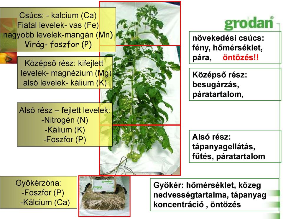 növekedési csúcs: fény, hőmérséklet, pára, öntözés!