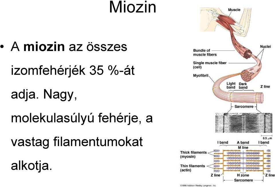Nagy, molekulasúlyú fehérje,