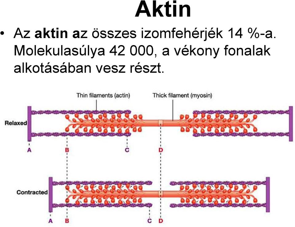 Molekulasúlya 42 000, a
