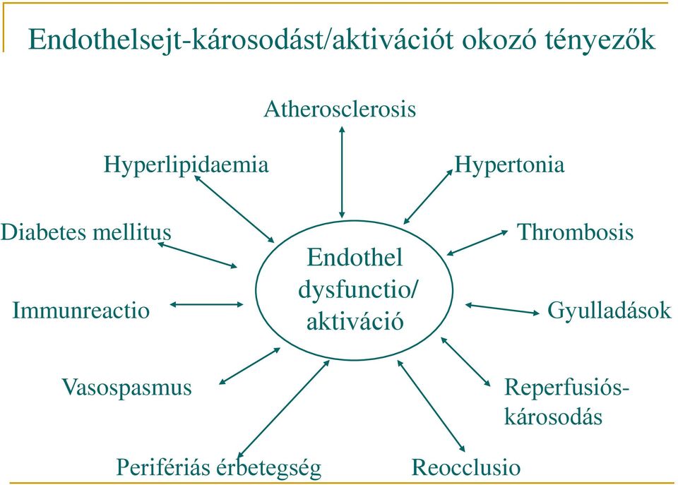 Immunreactio Vasospasmus Endothel dysfunctio/ aktiváció