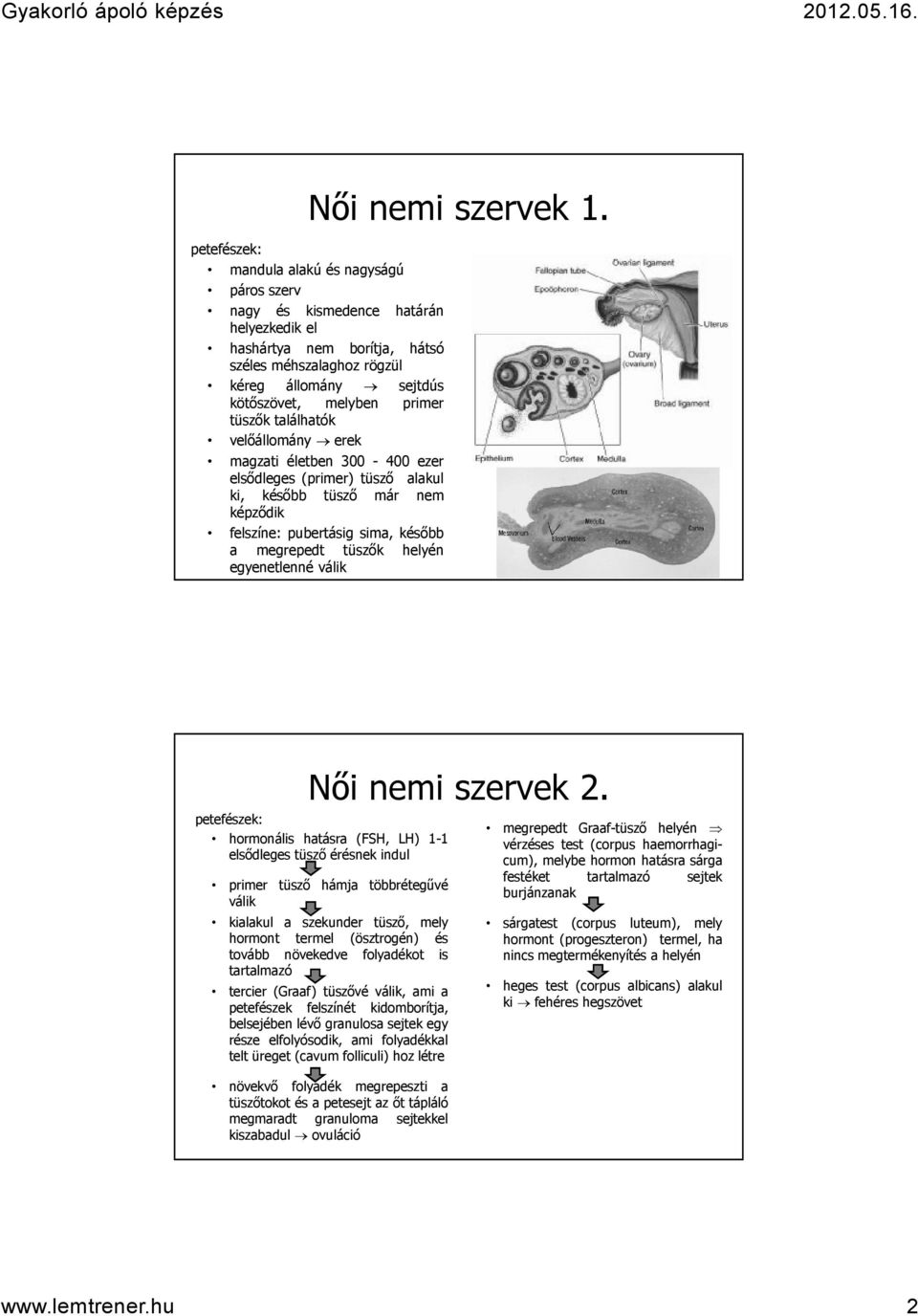 tüszők találhatók velőállomány erek magzati életben 300-400 ezer elsődleges (primer) tüsző alakul ki, később tüsző már nem képződik felszíne: pubertásig sima, később a megrepedt tüszők helyén