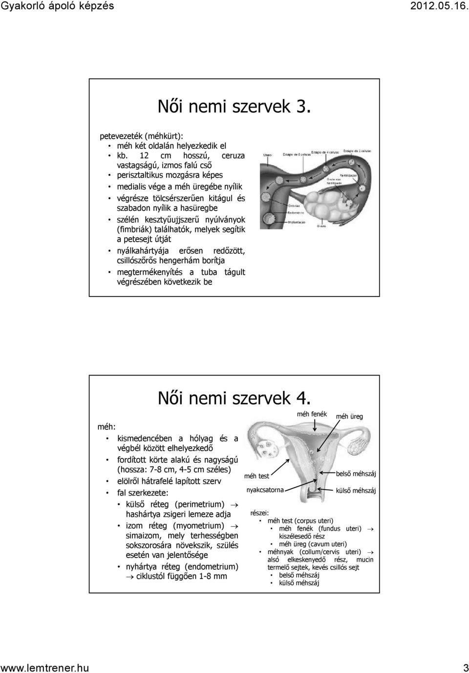 nyúlványok (fimbriák) találhatók, melyek segítik a petesejt útját nyálkahártyája erősen redőzött, csillószőrős hengerhám borítja megtermékenyítés a tuba tágult végrészében következik be Női nemi