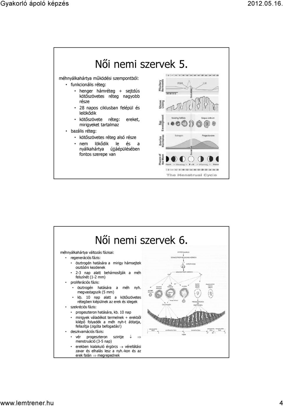 tartalmaz bazális réteg: kötőszövetes réteg alsó része nem lökődik le és a nyálkahártya újjáépülésében fontos szerepe van Női nemi szervek 6.