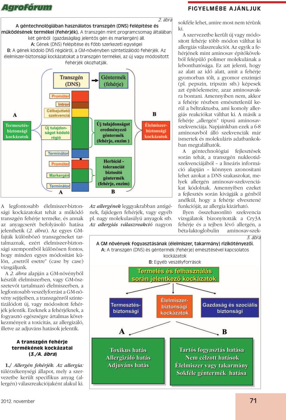 Az élelmiszer-biztonsági kockázatokat a transzgén termékei, az új vagy módosított fehérjék okozhatják.