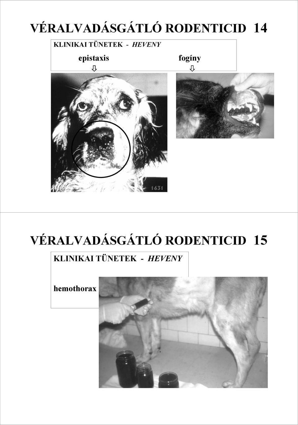 epistaxis fogíny VÉRALVADÁSGÁTLÓ