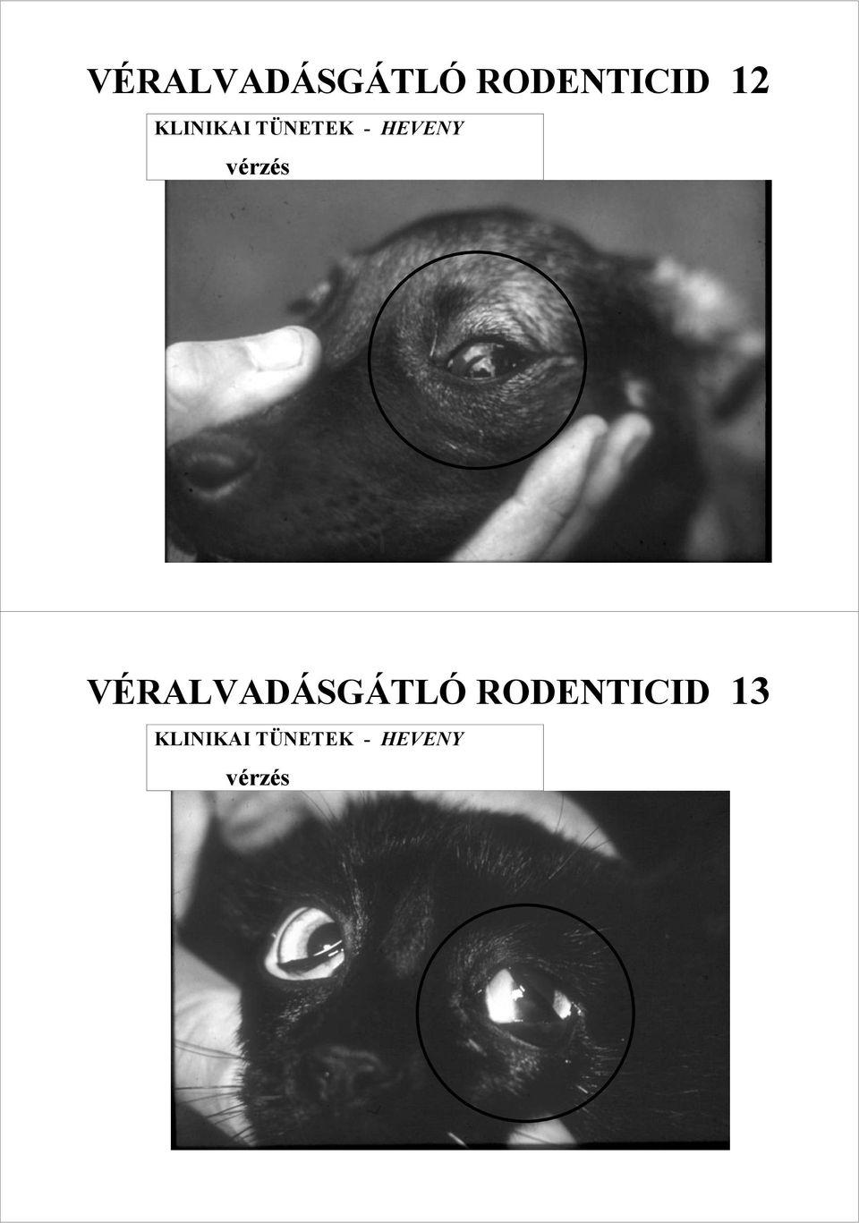 vérzés VÉRALVADÁSGÁTLÓ