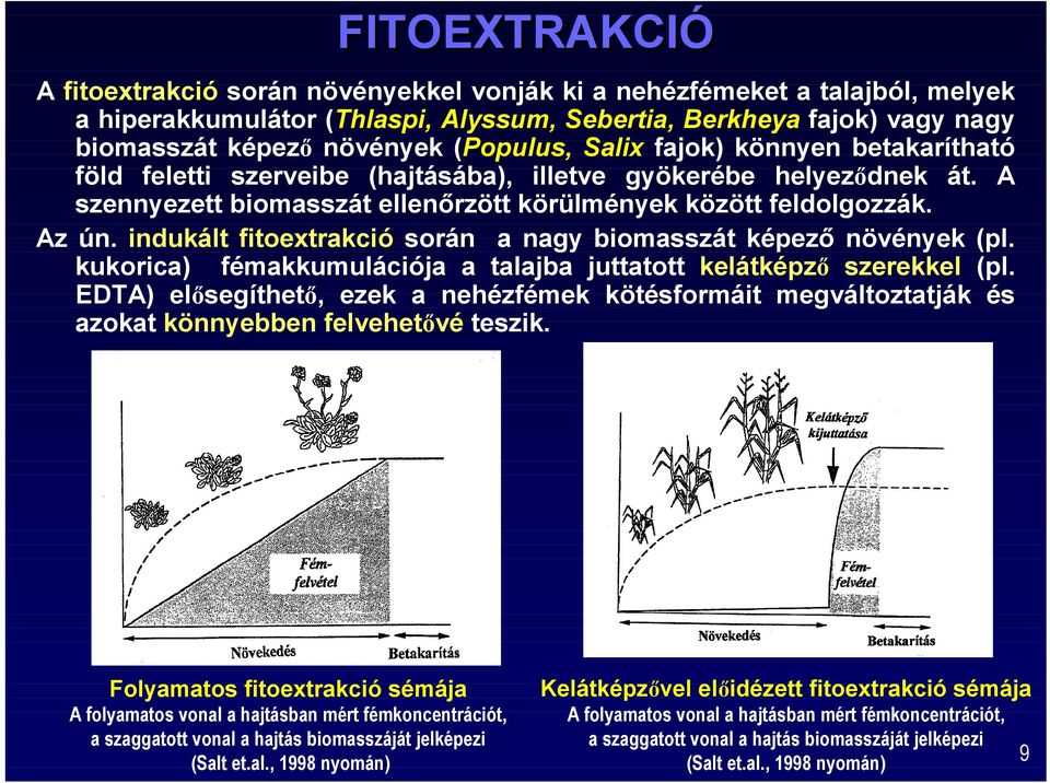 indukált fitoextrakció során a nagy biomasszát képez$ növények (pl. kukorica) fémakkumulációja a talajba juttatott kelátképz szerekkel (pl.