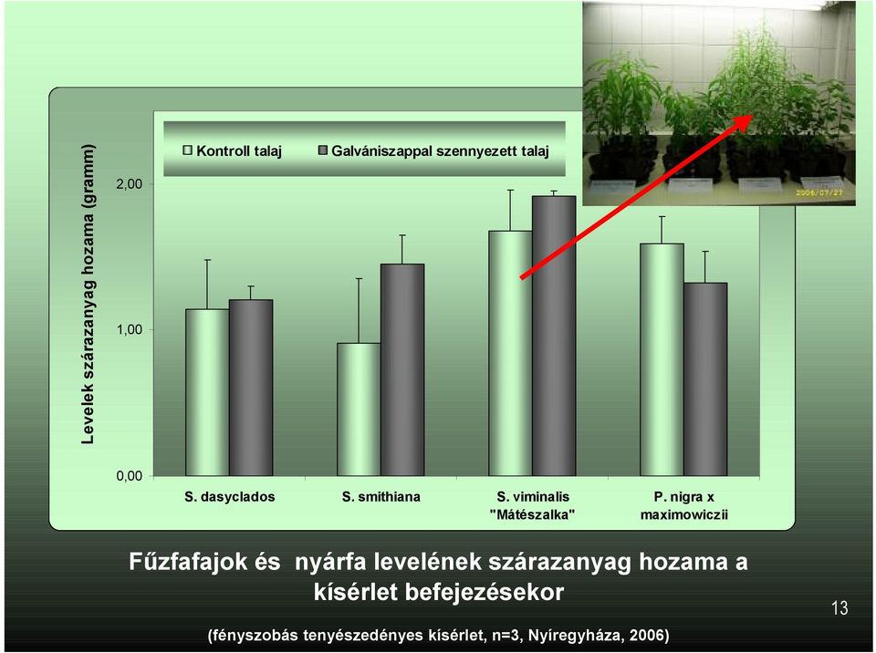 nigra x maximowiczii F*zfafajok és nyárfa levelének szárazanyag hozama a