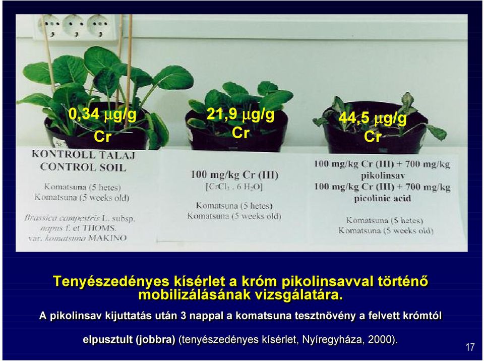 A pikolinsav kijuttatás után 3 nappal a komatsuna tesztnövény a