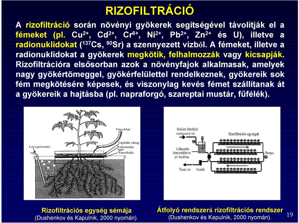 A fémeket, illetve a radionuklidokat a gyökerek megkötik, felhalmozzák vagy kicsapják.