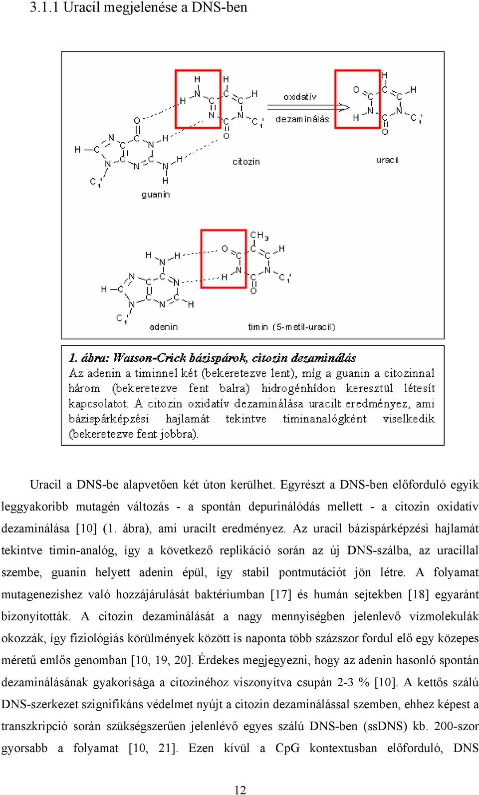 Az uracil bázispárképzési hajlamát tekintve timin-analóg, így a következő replikáció során az új DNS-szálba, az uracillal szembe, guanin helyett adenin épül, így stabil pontmutációt jön létre.