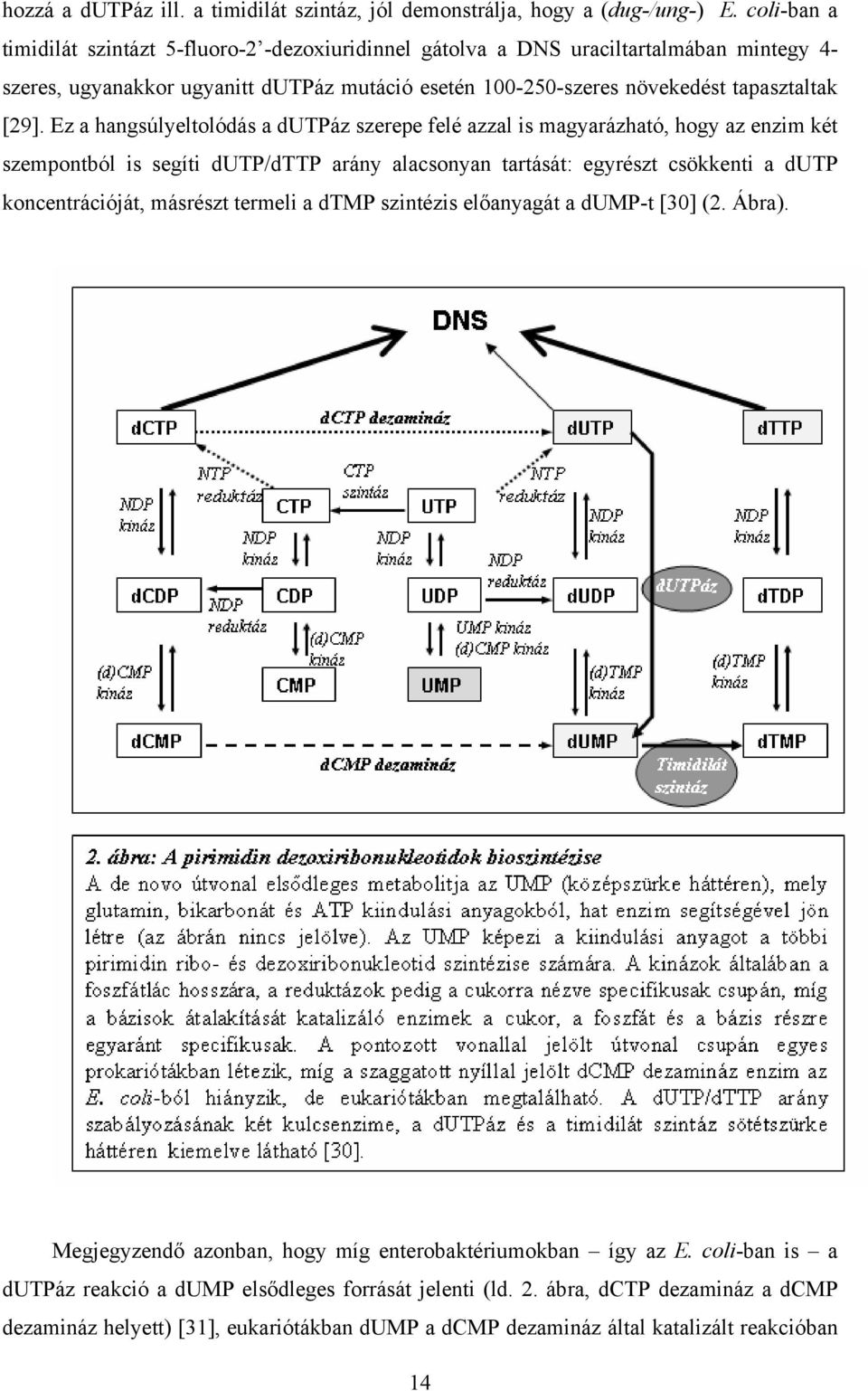 Ez a hangsúlyeltolódás a dutpáz szerepe felé azzal is magyarázható, hogy az enzim két szempontból is segíti dutp/dttp arány alacsonyan tartását: egyrészt csökkenti a dutp koncentrációját, másrészt