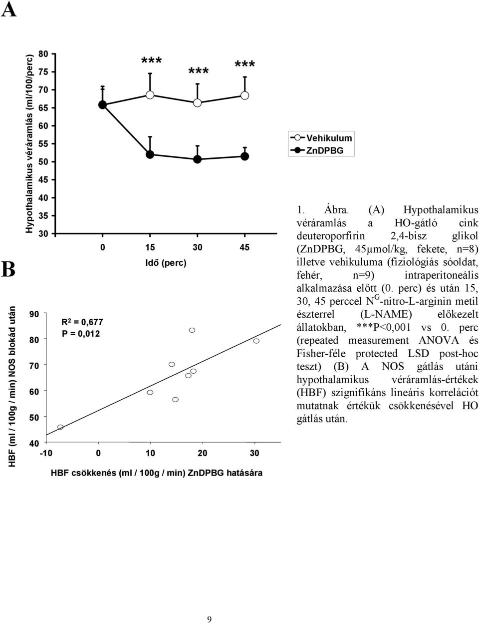 (A) Hypothalamikus véráramlás a HO-gátló cink deuteroporfirin 2,4-bisz glikol (ZnDPBG, 45µmol/kg, fekete, n=8) illetve vehikuluma (fiziológiás sóoldat, fehér, n=9) intraperitoneális alkalmazása előtt