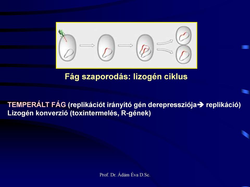 irányító gén derepressziója